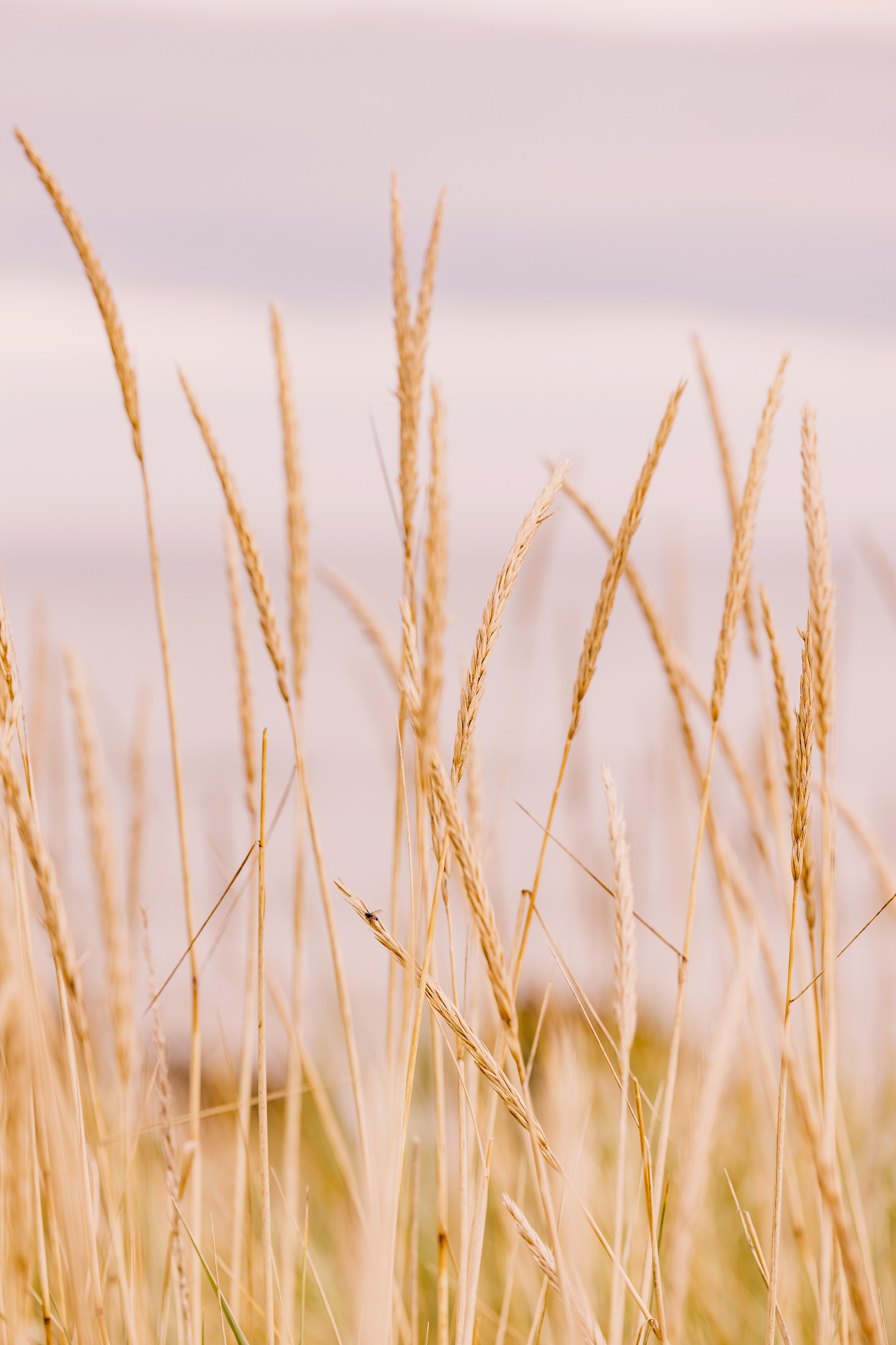 Dornoch Station酒店 外观 照片 Wheat